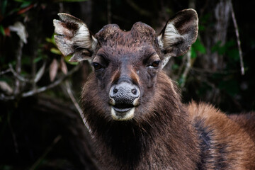 deer in the forest