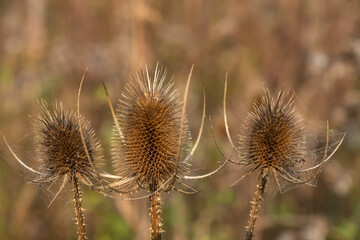 Close-up of a dried up weaver teasel in autumn against a blurred background 
