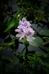 pink water lily
