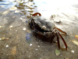 Strandkrabbe auf Nahrungssuche Nahaufnahme