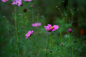 Fototapeta premium pink cosmos flowers