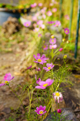 Fototapeta premium cosmos in the garden