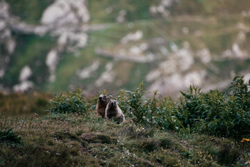 Selective of alpine marmots (Marmota marmota) on green hills