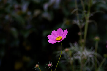 cosmos in the garden