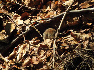 Maus spielt Verstecken im Laub