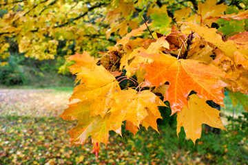 Golden leaves of the Norway Maple Tree (Acer platanoides) in autumn
