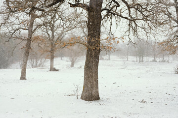 Snow in rural Texas landscape with trees in field during winter season.