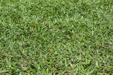 Green grass in a garden in Brazil