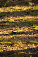 autumn leaves in the grass