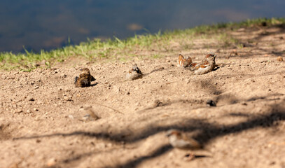 flock of sparrows on the sand