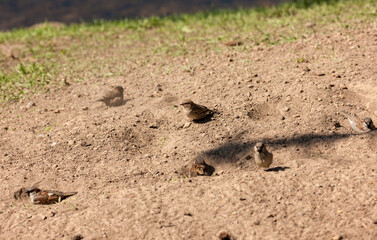 sparrows on the sand