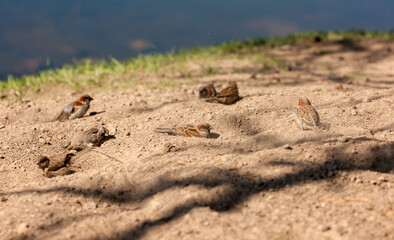 flock of sparrows