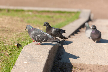 Fototapeta premium pigeons on the steps