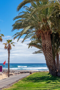 Solitary path heading towards Playa del Camison, a beautiful coastal stetch with a long promenade lined with palm trees in front of a white sand beach in Las Americas, Tenerife, Canary Islands, Spain