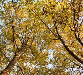 樹木公園のスズカケノキの秋の様子