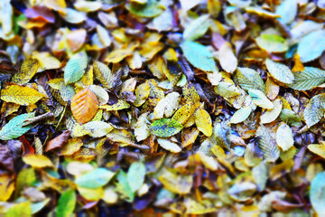 autumn leaves on the ground