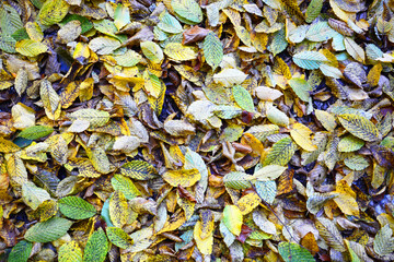 autumn leaves on the ground