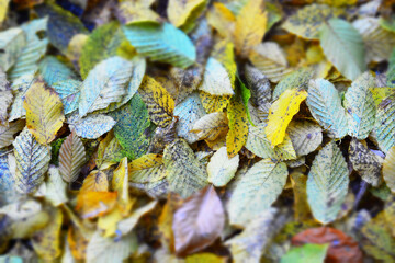 autumn leaves on the ground