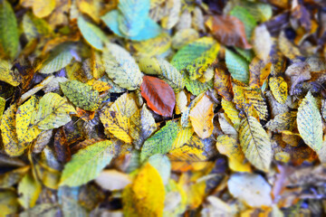 autumn leaves in the forest