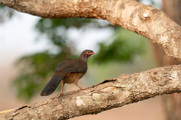 The Chaco chachalaca (Ortalis canicollis)