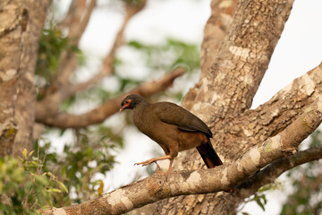 The Chaco chachalaca (Ortalis canicollis)