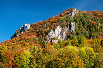 Colorful trees in forest. Autumn landscape.