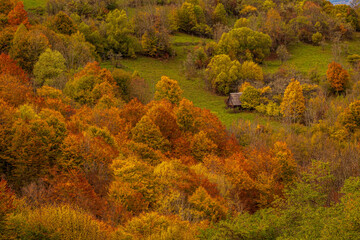 Colorful autumn forest