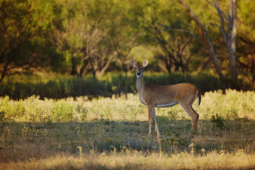 Doe deer shows wildlife in Texas landscape during fall season outdoors.