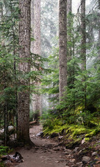 Cloudy, dark and light snowy weather, Lake Joffrey hiking trail forest road scenery