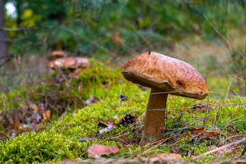 big brown cap edible mushroom and forest glade