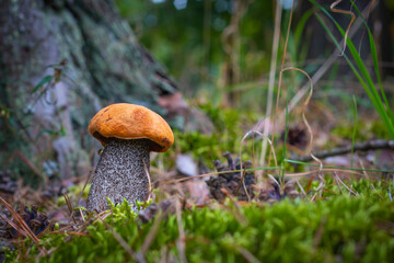boletus edulis mushroom in moss