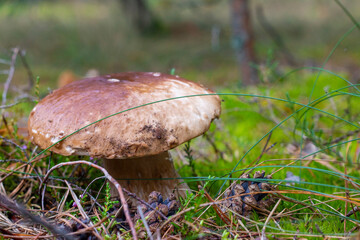 brown cap edible mushrooms and forest glade