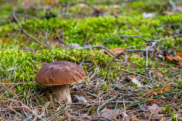 edible mushroom on natural forest glade