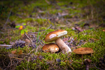 mushrooms gows on forest glade