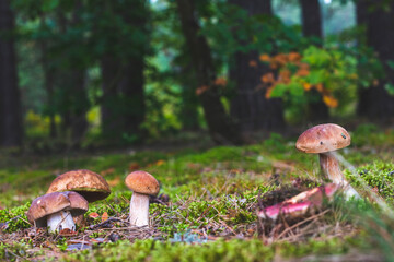 mushrooms gows on natural forest glade