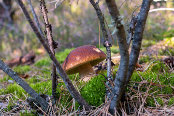 one brown cap edible mushrooms grows