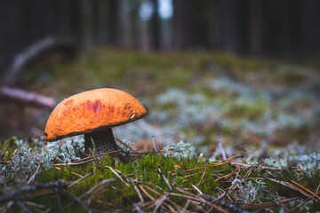 one red cap edible mushroom grows in moss
