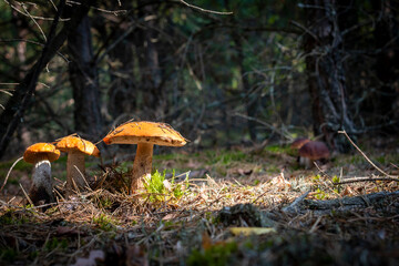 three boletus edulis and two cep mushrooms