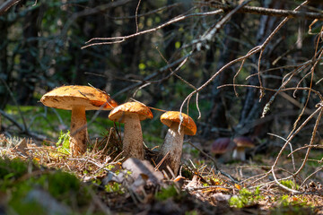 three boletus edulis mushrooms grow in forest