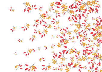 Yellow Foliage Background White Vector. Leaf Wood Frame. Red Leaves Border. Rowan Illustration. Berries Paper.