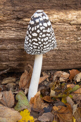mushroom in the forest