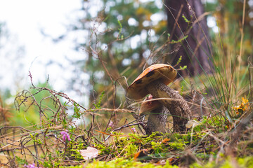 two boletus edulis mushrooms in forest