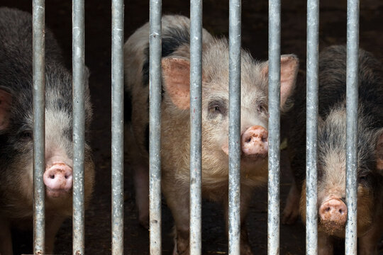 Schweine, Transport