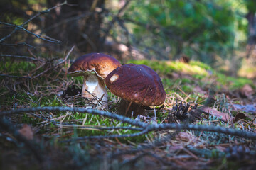 two brown cap edible mushrooms grows