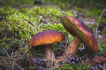 two edible cep mushrooms in forest glade moss