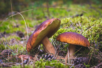 two edible mushrooms grows on forest glade