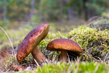 two edible mushrooms in forest glade moss