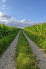 Fototapeta na wymiar Field path through the corn fields near Lake Constance