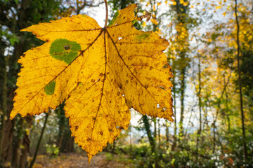 yellow maple leaves