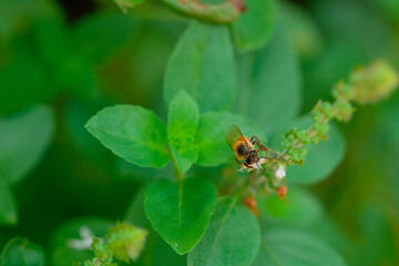 Bee on green basil flower.